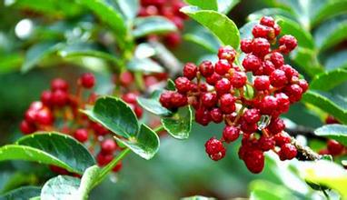 花 椒 戀 花 椒 戀