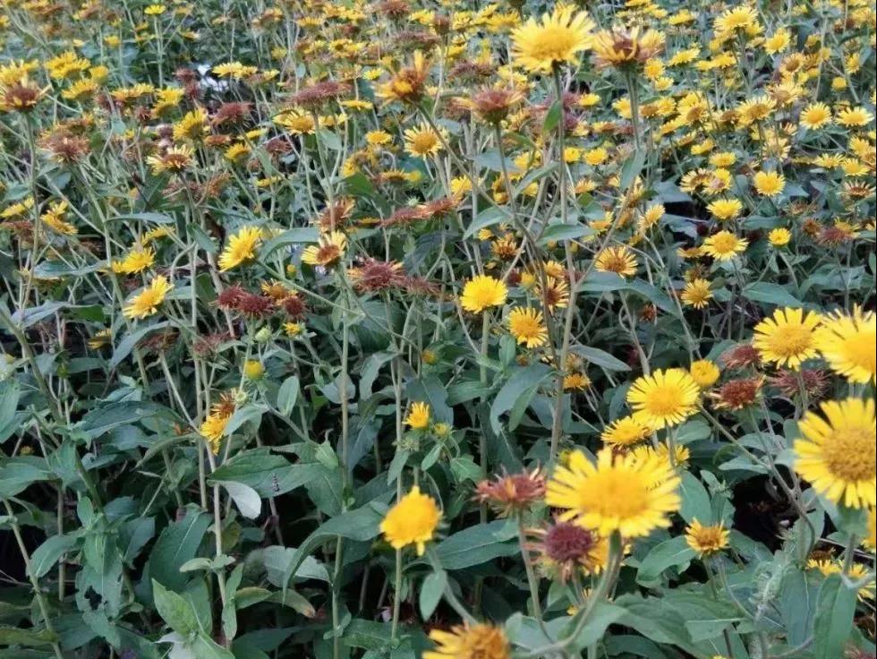 秋到園區 秋到園區