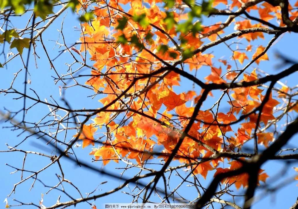 秋風(fēng)迎華誕 秋風(fēng)迎華誕