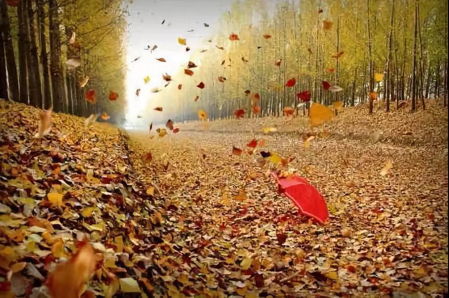 秋 風(fēng) 秋 風(fēng)